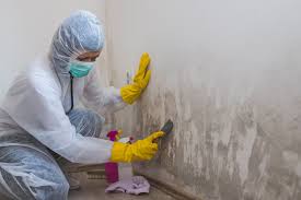 Descanso, CA Mold Removal Company